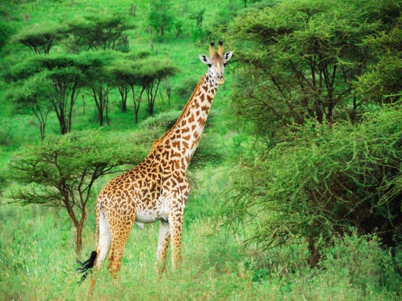 Simba Safari. (Tanganyika Wilderness Lodge), foto 4