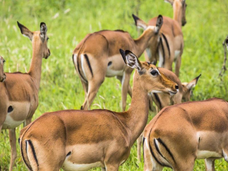 Kenya Classic, Serena Lodges - Tour Privato, foto 4