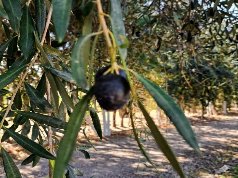 Esperienza di 4 giorni nella regione vinicola di Mendoza, con guida in lingua italiana, foto 8