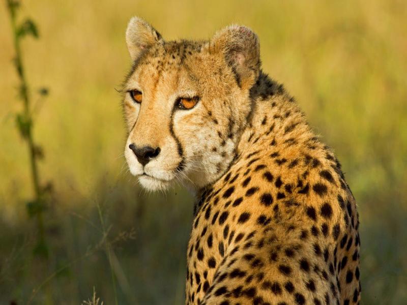 Kenya Odyssey, Tour Privato, foto 2
