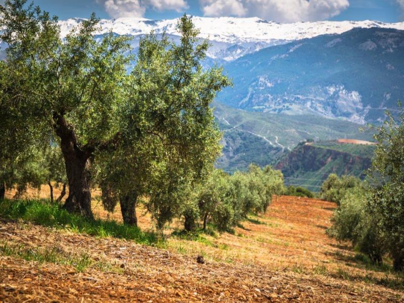 Punti salienti dell'Andalusia, Self-drive, foto 10