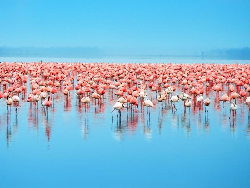 Le meraviglie del Kenya, foto 2