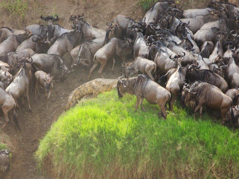 Kenya Classic, Sentrim Lodges - Tour Privato, foto 8