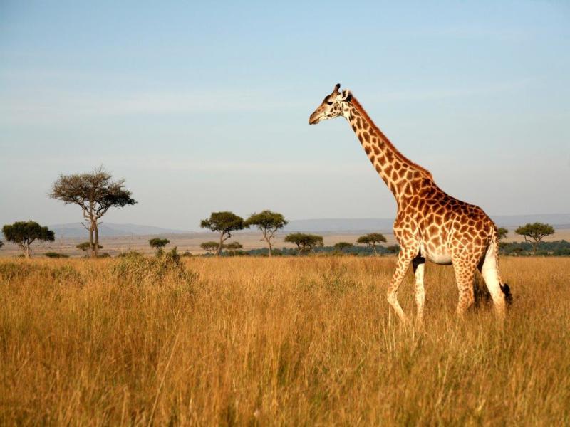 Attraverso la Rift Valley - Sopa Lodge, foto 5