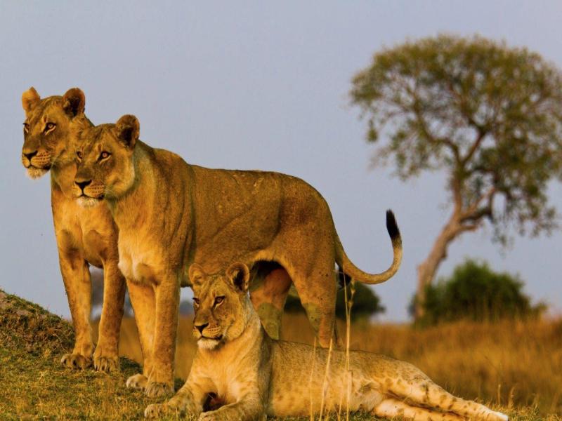 Simba Safari - Serena Lodge
