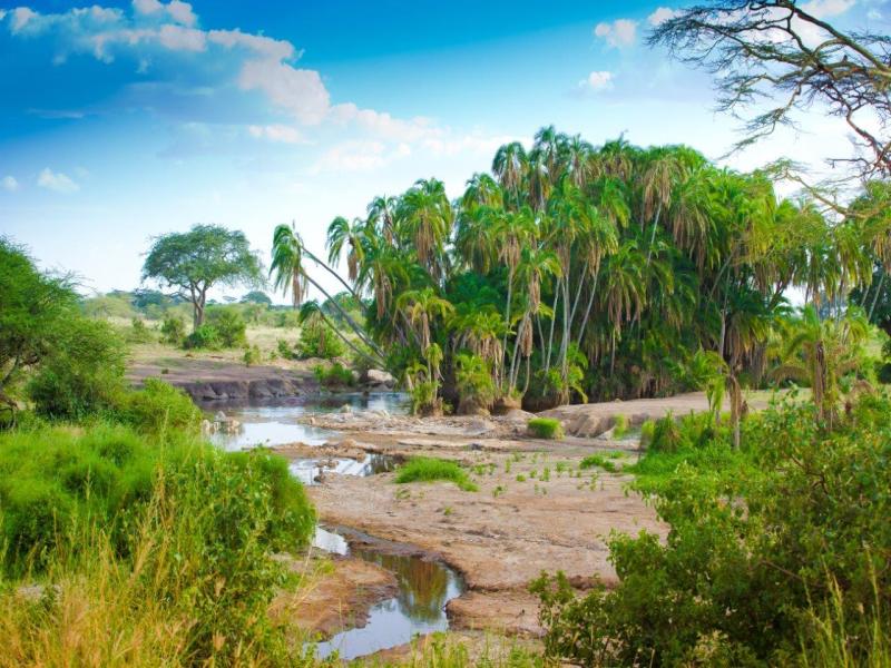 Simba Safari - Serena Lodge, foto 8