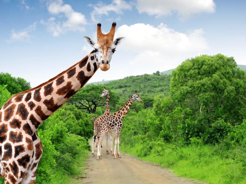 Esperienza safari nel Kruger National Park, Self-drive, foto 6
