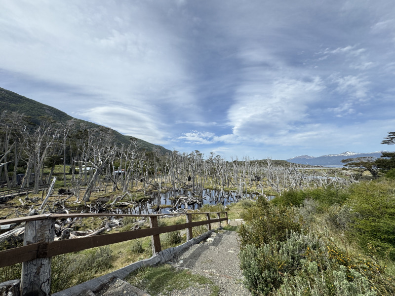 Tour di 5 giorni a Ushuaia nella stagione dei pinguini (da ottobre a marzo), con guida in lingua italiana, foto 12