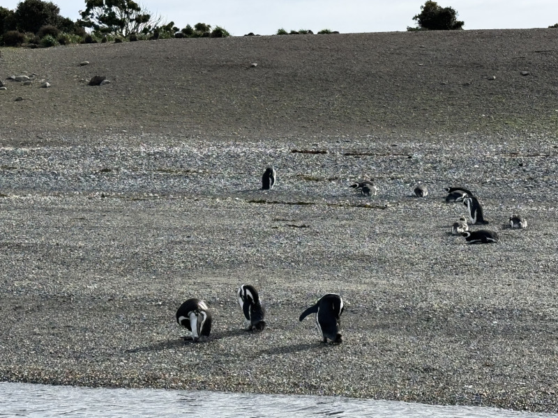 Tour di 5 giorni a Ushuaia nella stagione dei pinguini (da ottobre a marzo), con guida in lingua italiana