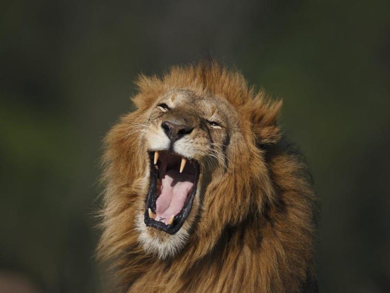 Kenya Classic, Sentrim Lodges - Tour Privato, foto 4