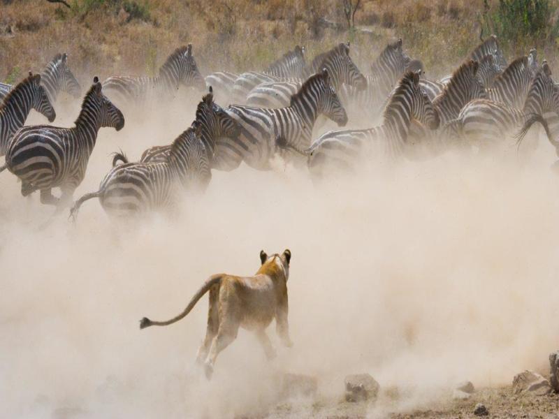 Kenya Classic, Serena Lodges - Tour Privato, foto 2