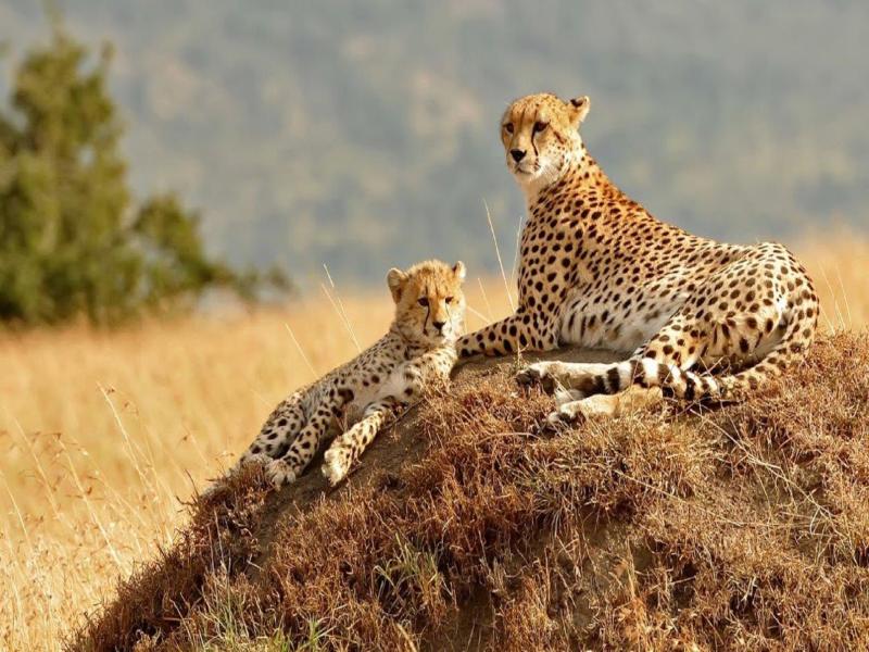 Kenya Classic, Sopa Lodges - Tour Privato, foto 3