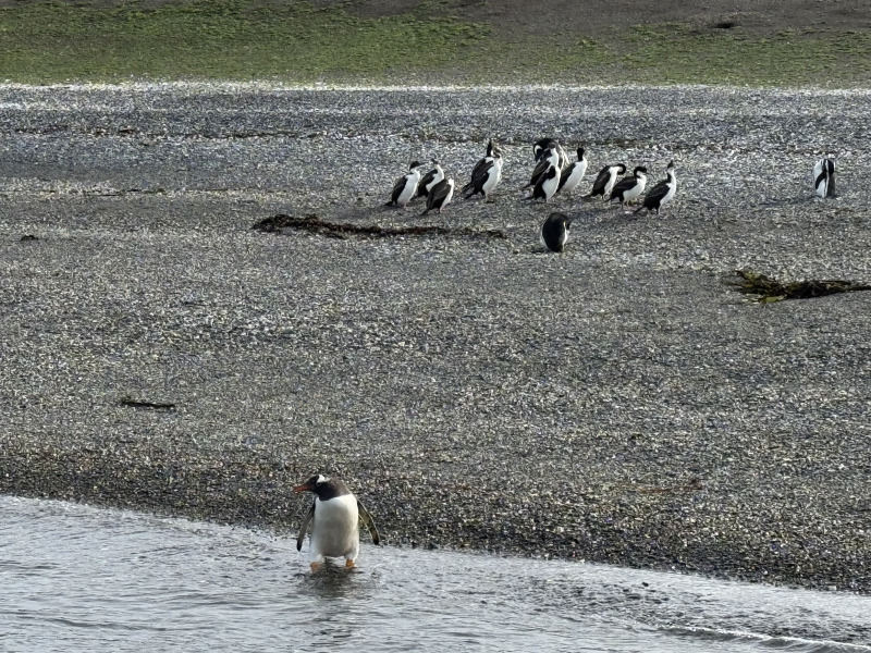 Tour di 5 giorni a Ushuaia nella stagione dei pinguini (da ottobre a marzo), con guida in lingua italiana, foto 4