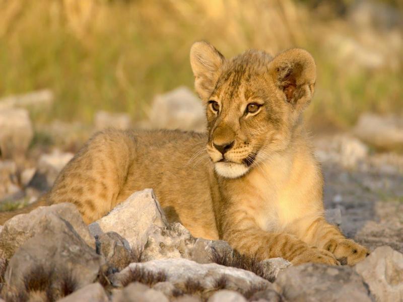 Avventura Safari Etosha, Self-drive, foto 6