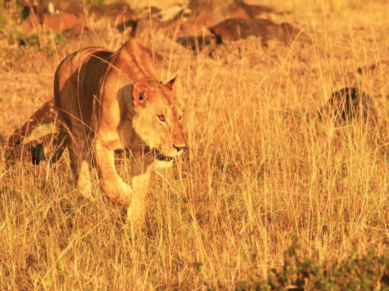 Le meraviglie del Kenya, Tour Privato, foto 2