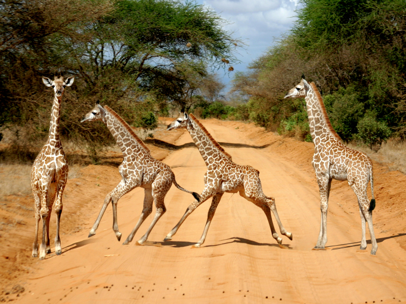 Avventura in Kenya, foto 4