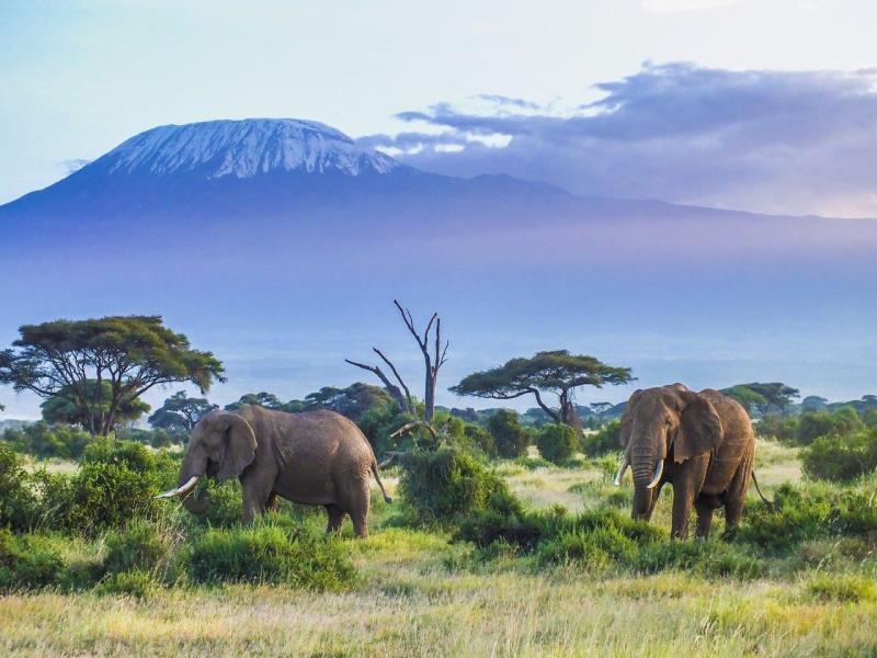 Classico Kenya, Sopa Lodge