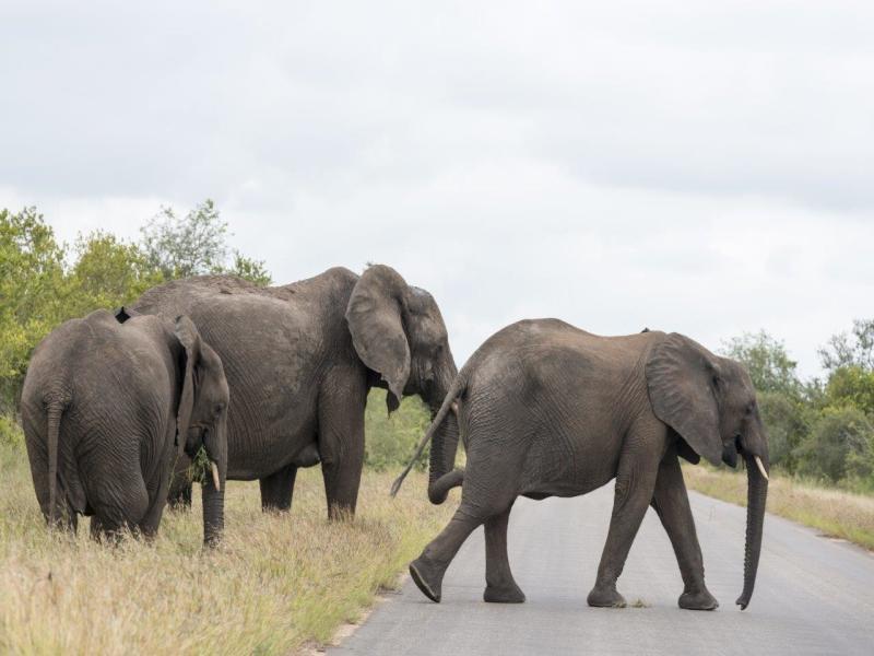 Esperienza safari nel Kruger National Park, Self-drive, foto 5