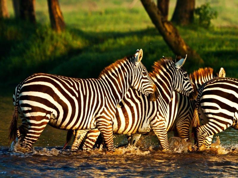 East African Explorer, Zebra Plains e Serena Lodges - Tour privato (Multi Paese), foto 9