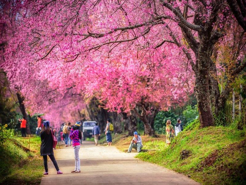 Nozioni di base su Bangkok, pacchetto Chiang Mai City e pacchetto Krabi Beach, tour per piccoli gruppi, foto 4