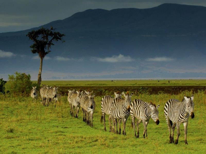 Simba Safari - Serena Lodge, foto 2