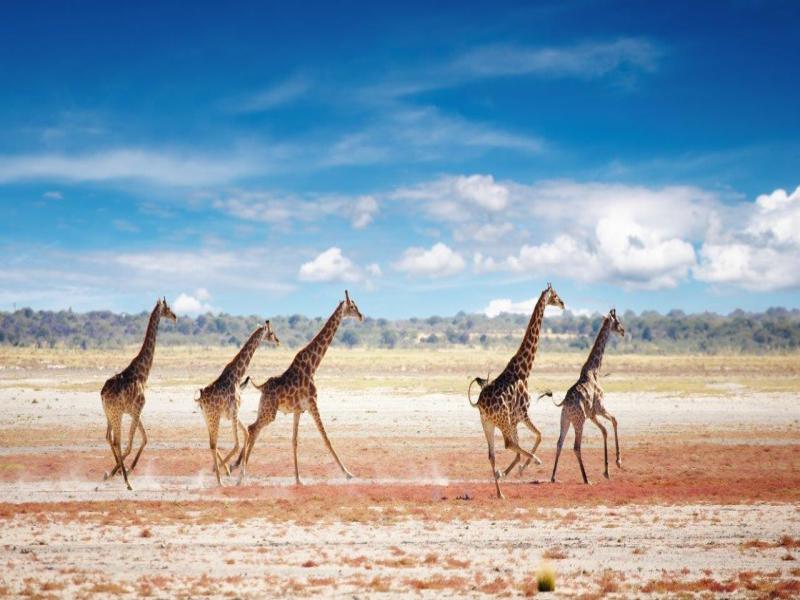 Avventura Safari Etosha, Self-drive, foto 3