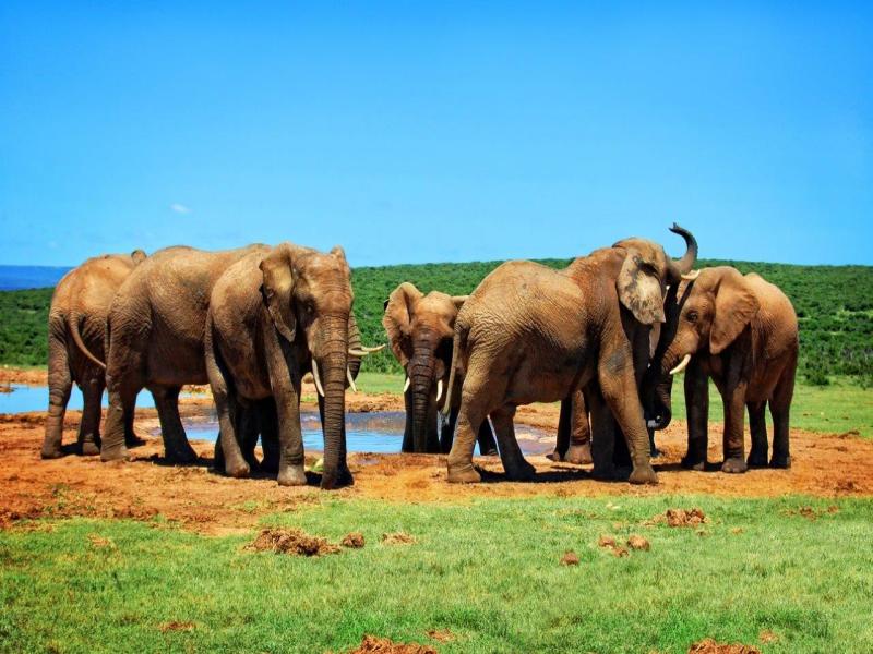 Classico Kenya, Sopa Lodge, foto 5