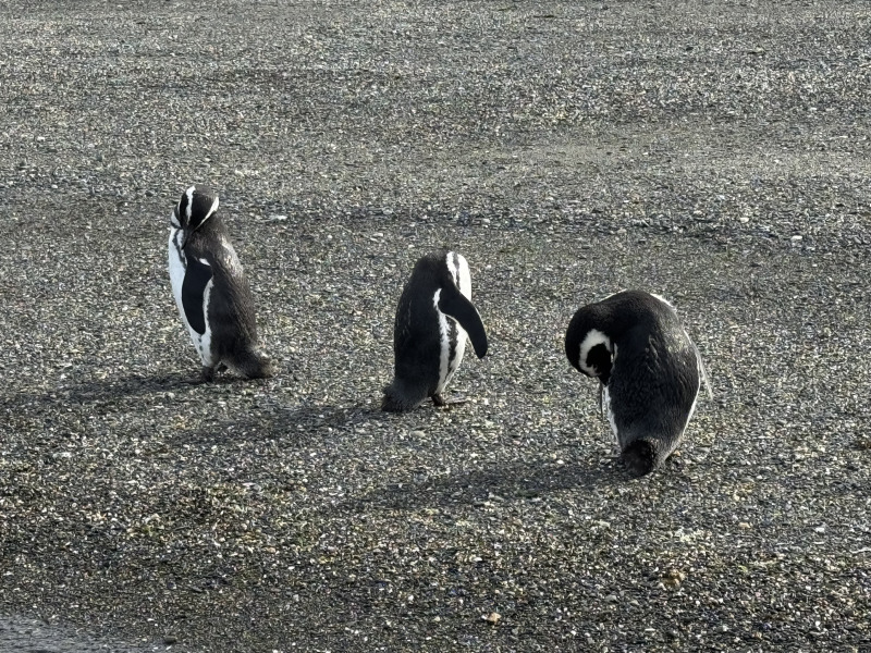 Tour di 5 giorni a Ushuaia nella stagione dei pinguini (da ottobre a marzo), con guida in lingua italiana, foto 6