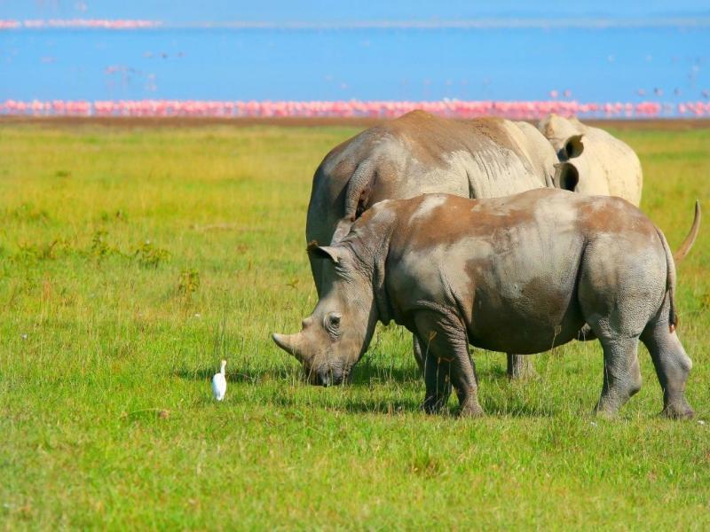 East African Explorer, Zebra Plains e Serena Lodges - Tour privato (Multi Paese), foto 7