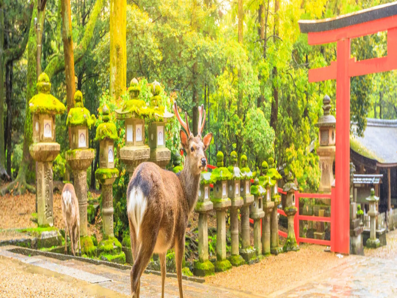L'Essenza del Giappone: Città, Natura e Cultura, foto 2