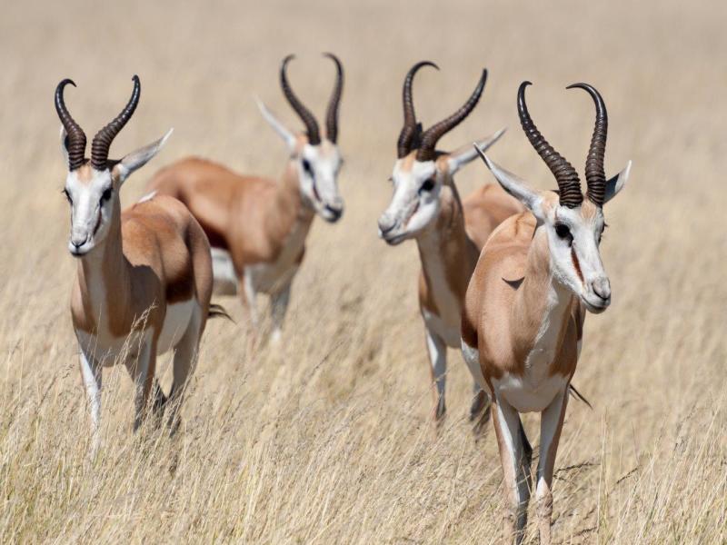 Avventura Safari Etosha, Self-drive, foto 4