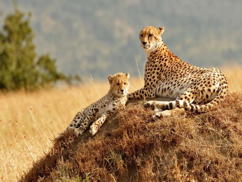 East African Explorer, Zebra Plains e Serena Lodges - Tour privato (Multi Paese), foto 4