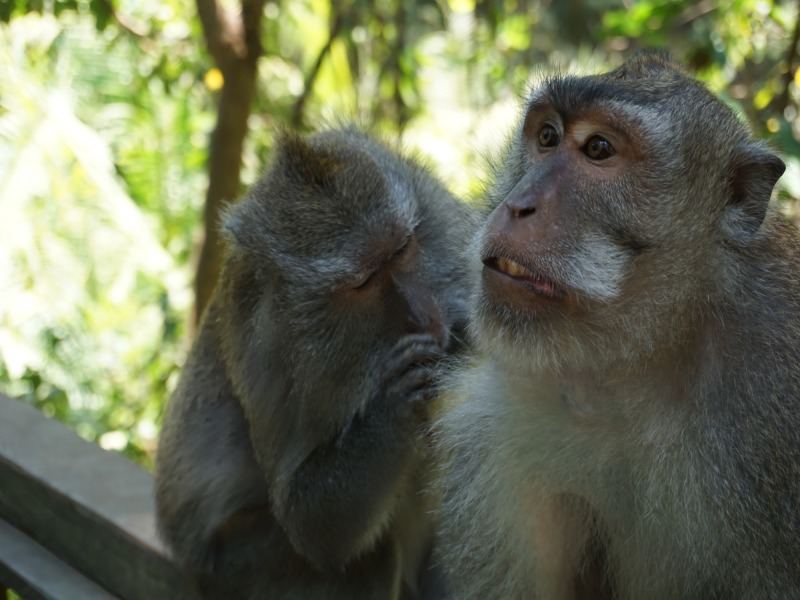 Ubud Discovery Tour — pranzo incluso, foto 4