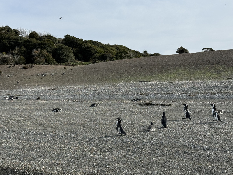 Tour di 5 giorni a Ushuaia nella stagione dei pinguini (da ottobre a marzo), con guida in lingua italiana, foto 8