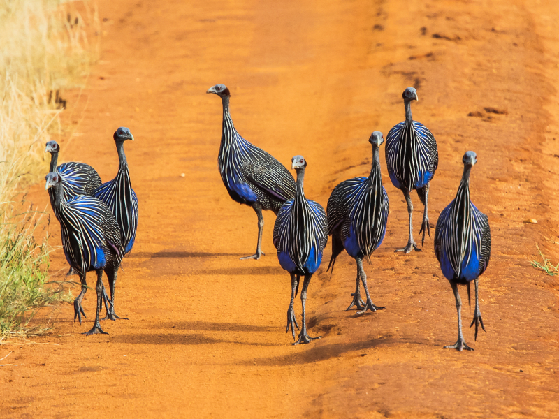 Avventura in Kenya, foto 5