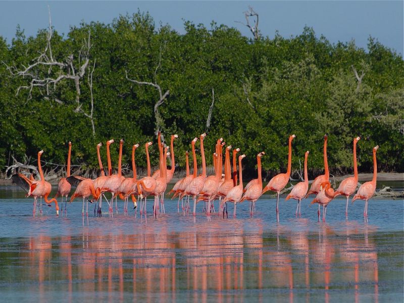 Penisola dello Yucatan in famiglia, foto 10