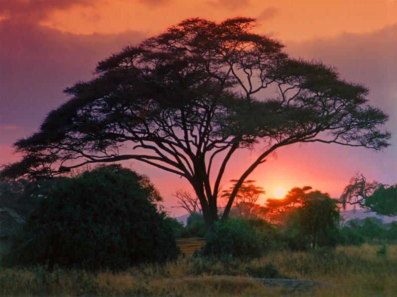 Simba Safari. (Tanganyika Wilderness Lodge), foto 2
