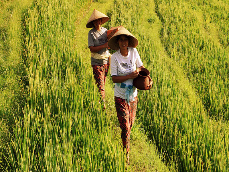Bali Local Farming Tour (Pranzo Incluso), foto 8