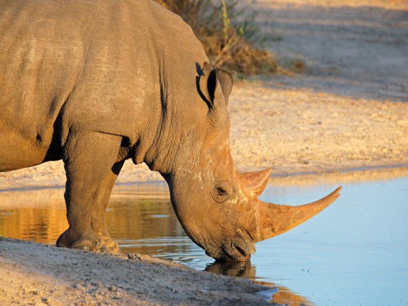Esperienza safari nel Kruger National Park, Self-drive, foto 4