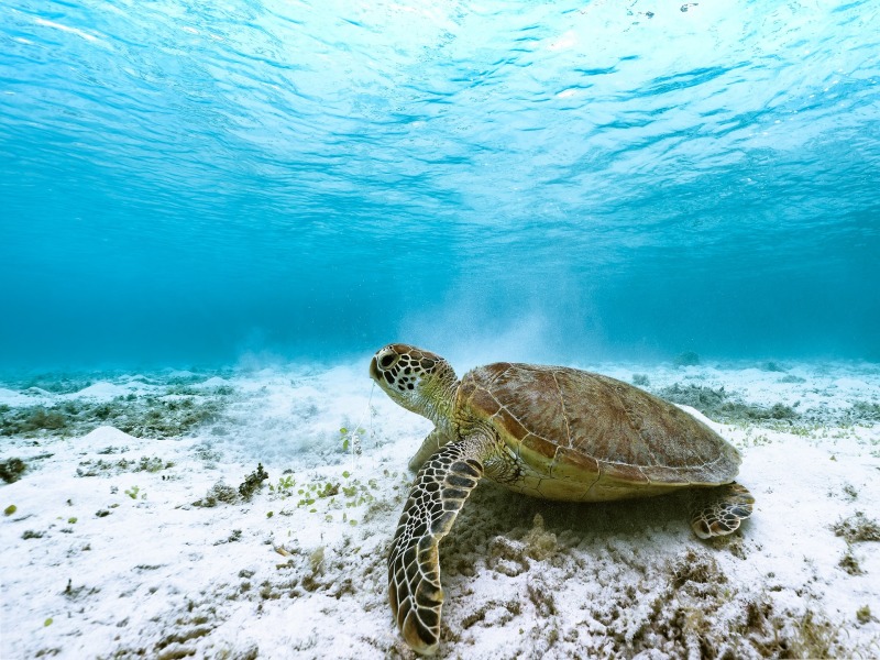 Paradiso Giapponese : Tokyo, Kyoto, Osaka e le spiagge di Okinawa 3* e 4*, foto 6