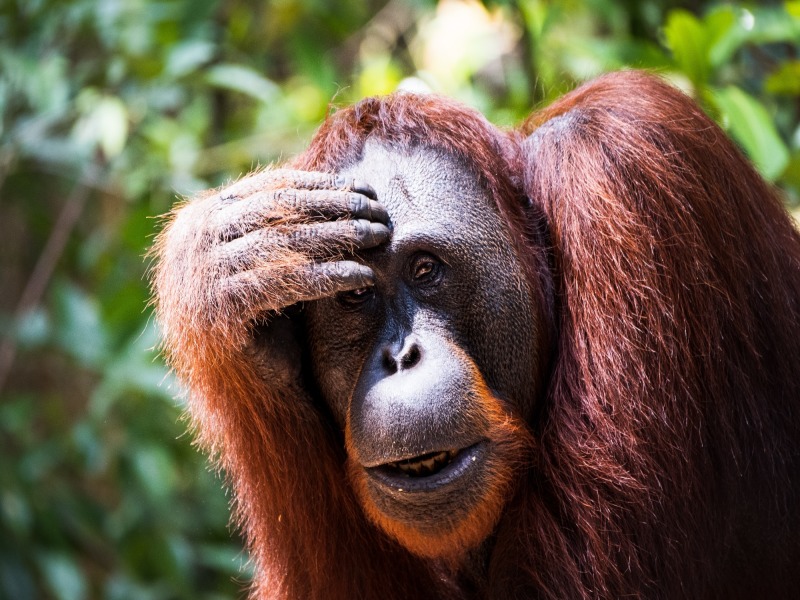 Orang Utan Adventure Tanjung Puting