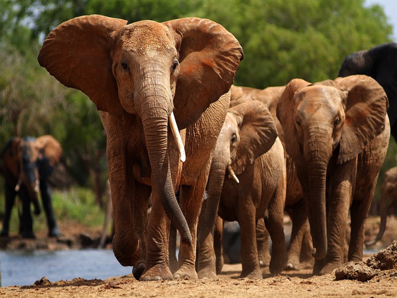 Da Amboseli alla spiaggia di Watamu, foto 6