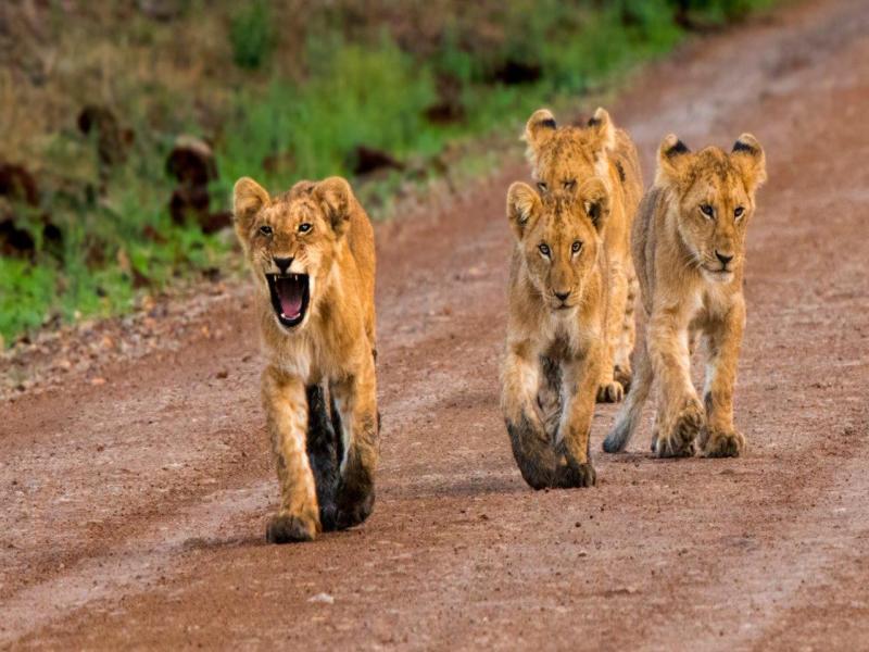 Kenya Odyssey, Tour Privato