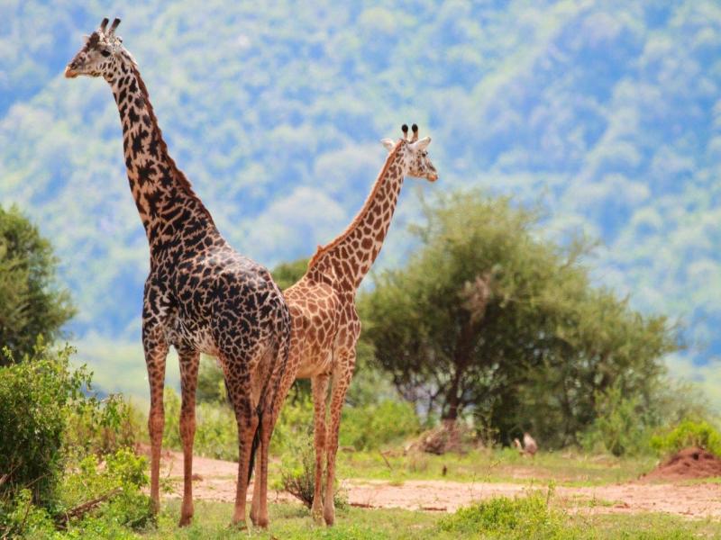 Simba Safari - Serena Lodge, foto 6