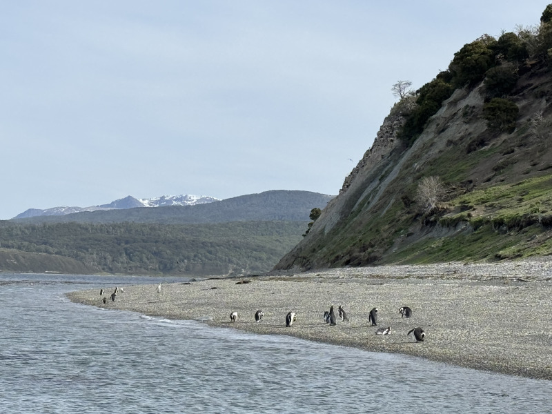 Tour di 5 giorni a Ushuaia nella stagione dei pinguini (da ottobre a marzo), con guida in lingua italiana, foto 2