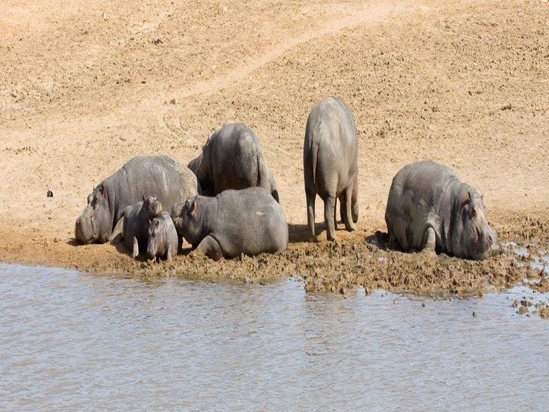 Esperienza safari nel Kruger National Park, Self-drive, foto 7