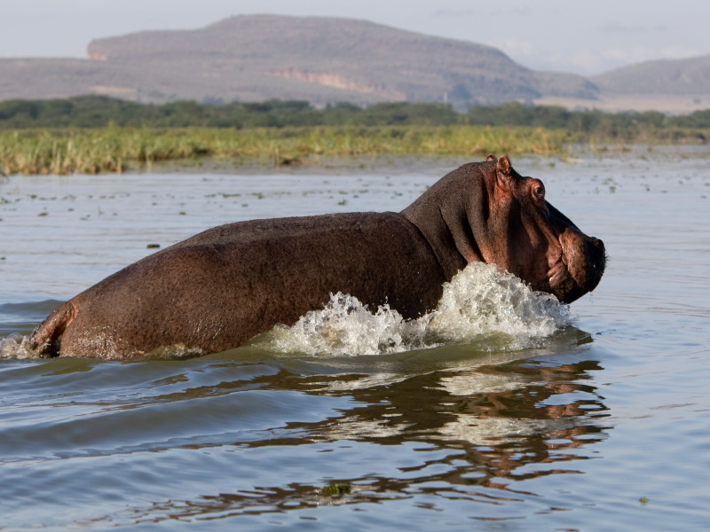 Naivasha