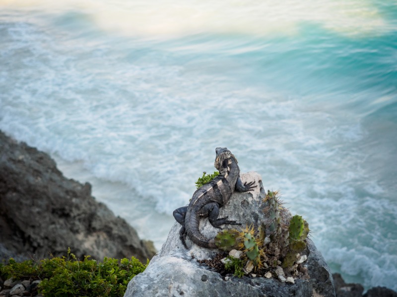 Cobà, Playa Del Carmen, Akumal