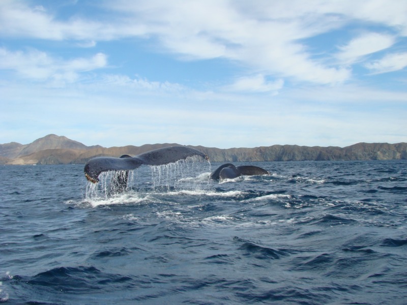 Baja California meridionale, foto 5