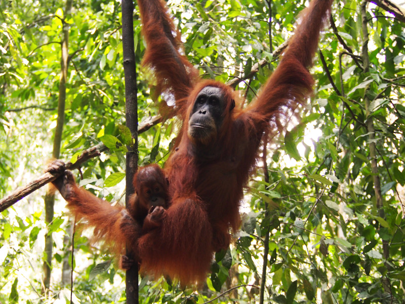 Orang Utan Adventure Tanjung Puting, foto 4